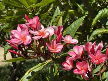 Plumeria 'Guillot Sunset'