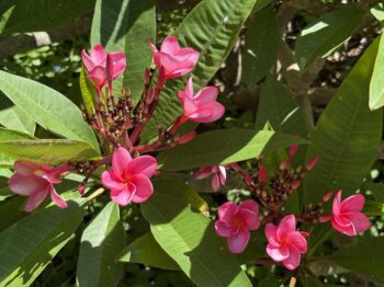 Plumeria 'Malika'