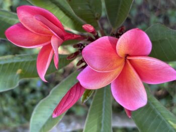 Plumeria 'Camelot'