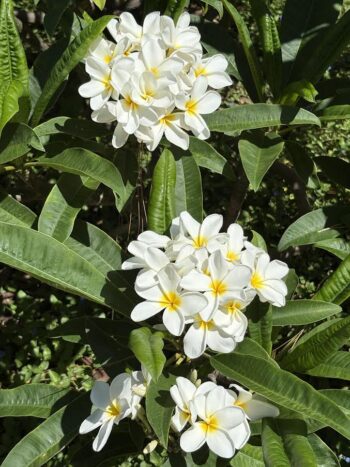 Plumeria 'Nelly's White'