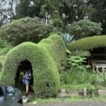 Juniper Topiary Tunnel