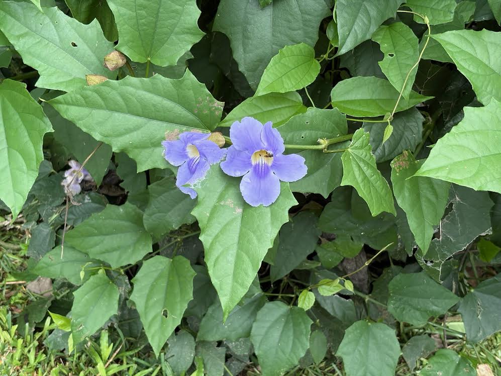 Thunbergia grandiflora- Clock Vine in El Salvador