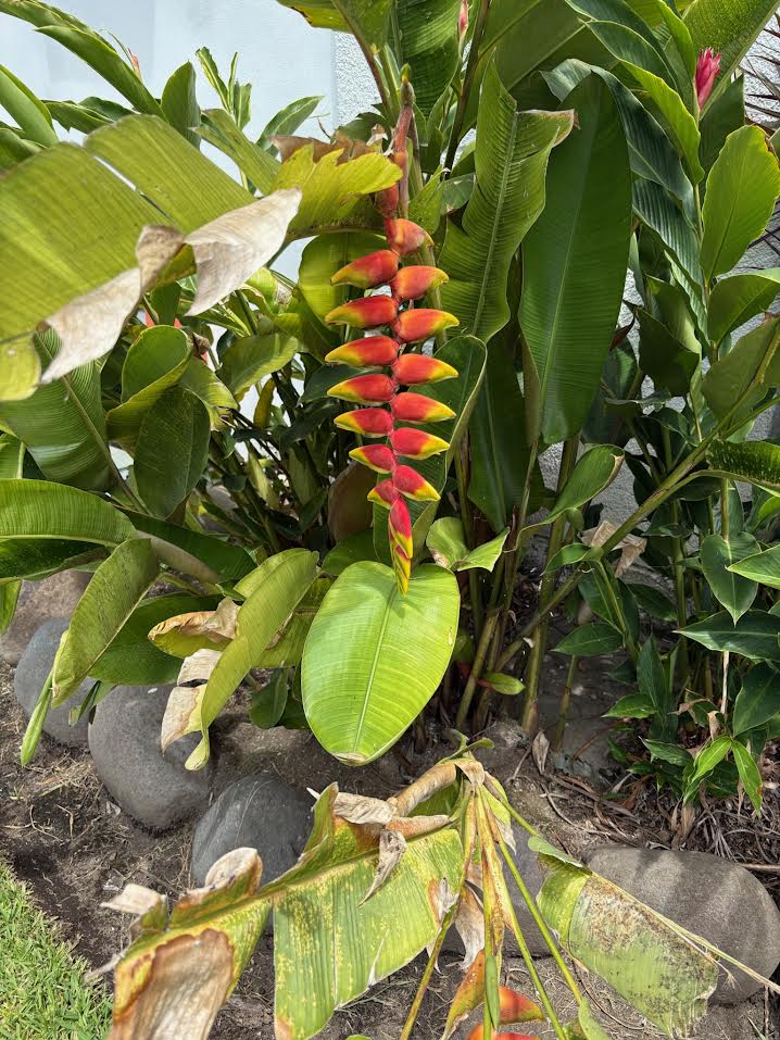Heliconia rostrata- False Bird of Paradise in El Salvador