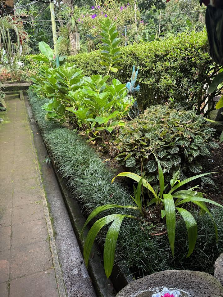 garden walk in El Salvador