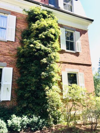 Climbing Hydrangea on Mansion
