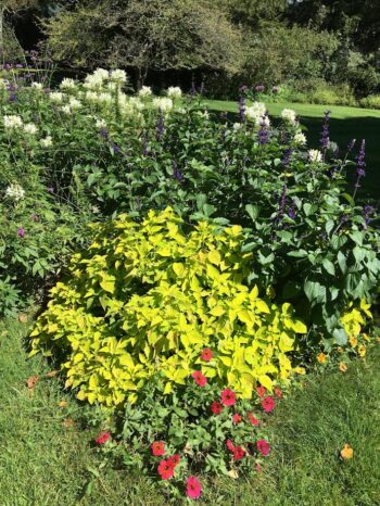 Mixed Planting in Garden