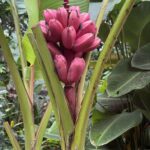 Pink Bananas in El Salvador