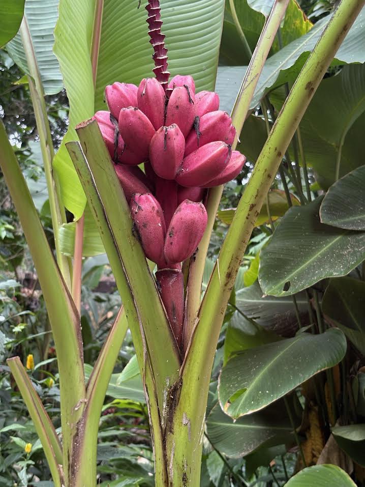 Pink Bananas in El Salvador