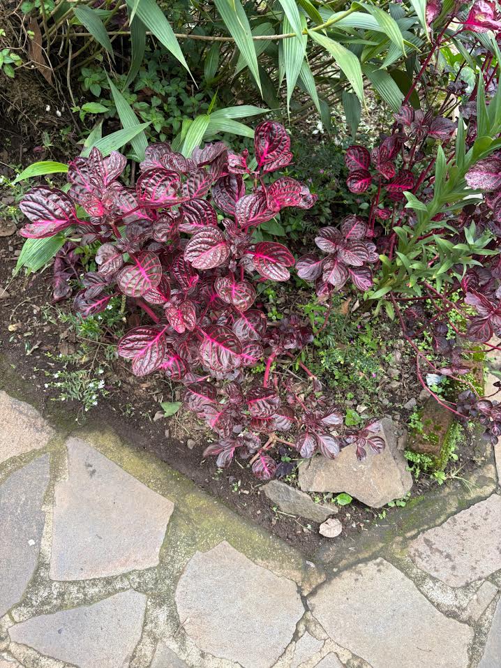 Iresine herbstii- Herbst's bloodleaf in El Salvador