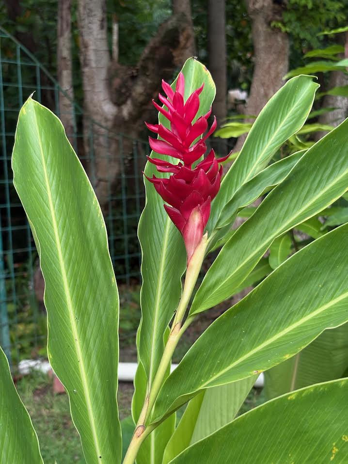 Red Ginger flower in El Salvador