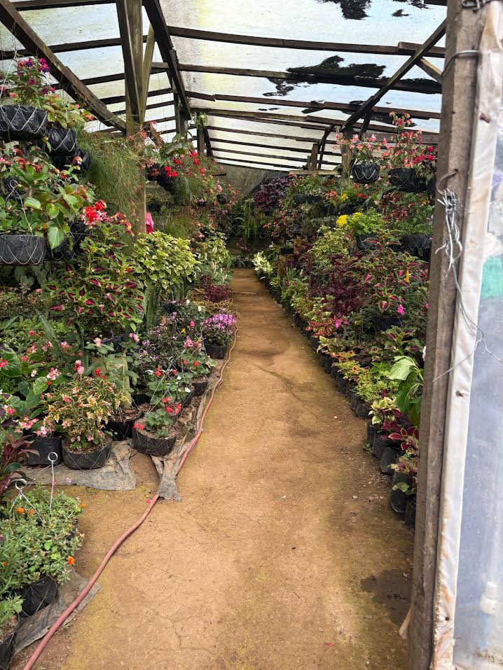 Nursery lath house in El Salvador