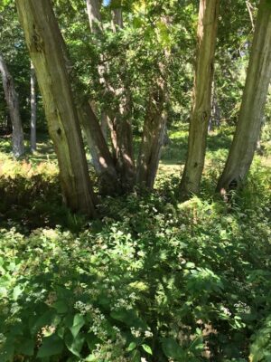 Tree trunks in the park