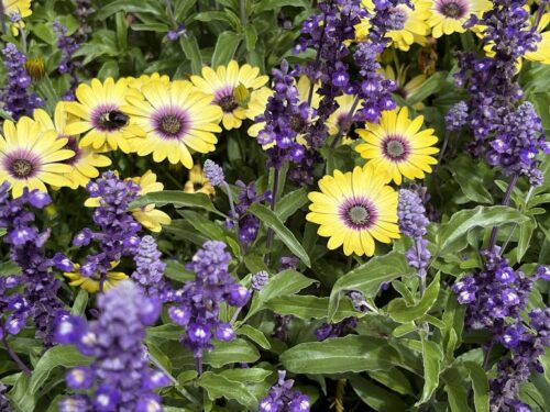 Yellow Osteospermum and Blue Salvia in Complimentary Colors