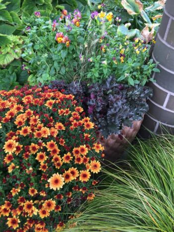 Contrast Colors with Green Leaves in a mixed Flower Area