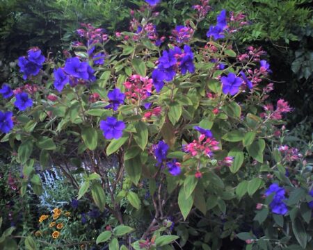 Tibouchina in Saturated Purple/Blue Color