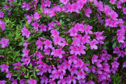 Azalea 'formosa' in a vibrant magenta