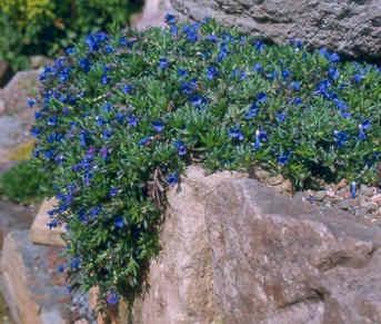 Lithodora in a clear blue color