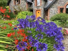 Agapanthus 'Midnight' with Orange Crocosmia