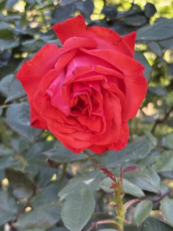 Rosa 'Chrysler Imperial'- clear red rose