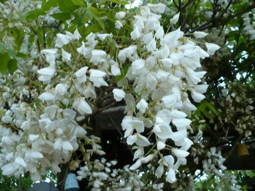 Wisteria floribunda in clear white