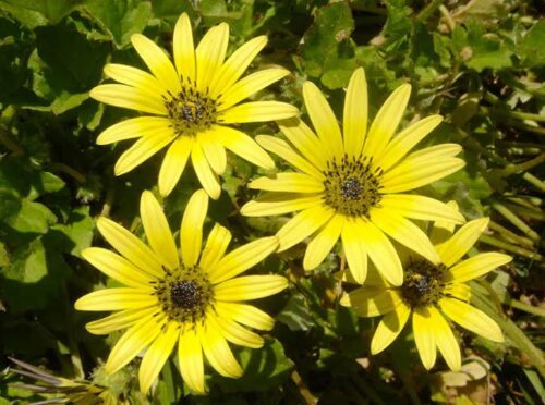 Clear Yellow Osteospermum Daisy for Jewel Box Gardens