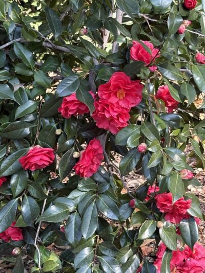 Complimentary colors of red and green Camellia flowers