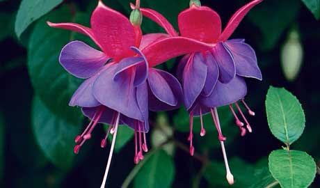 Fuchsia Flower in Jewel color tones