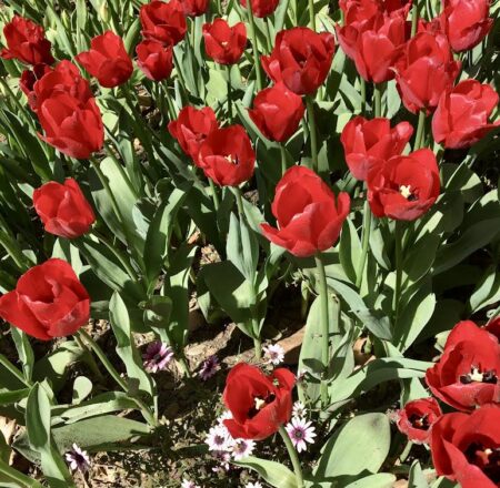 Red Color Tulips for Color