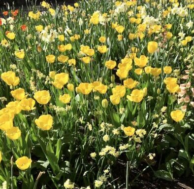 Yellow Tulips for Color