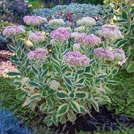 Perennial Sedum' Autumn Charm'