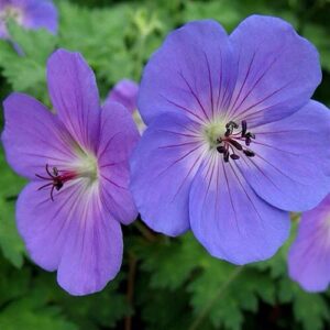 Geranium 'Johnson's blue' for color blog
