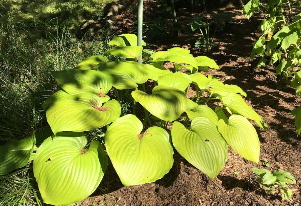 giant hosta