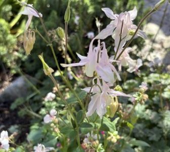 very pale pink columbine for color blog