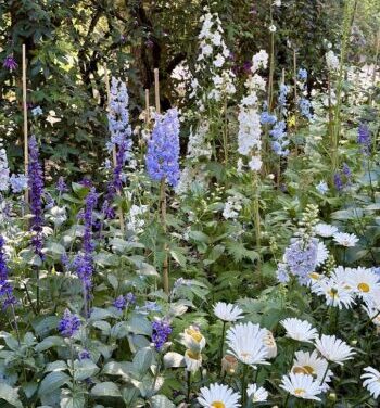 blue and white delphiniums for color blog