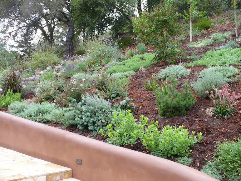 Hillside Garden for Color Blog