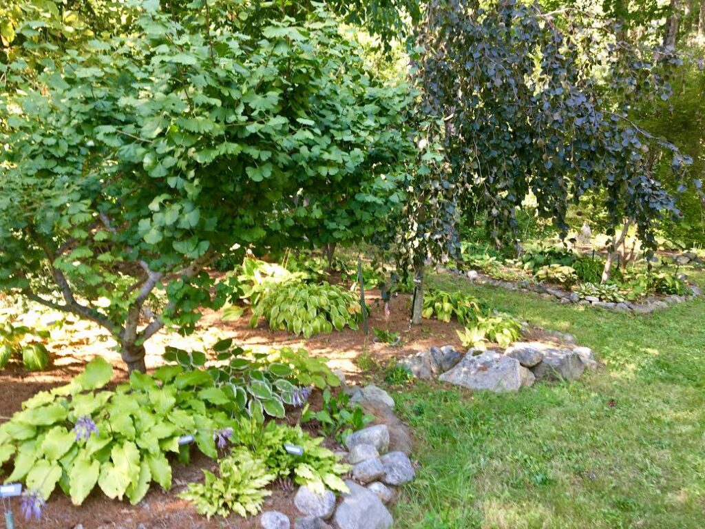 Good environment for hostas