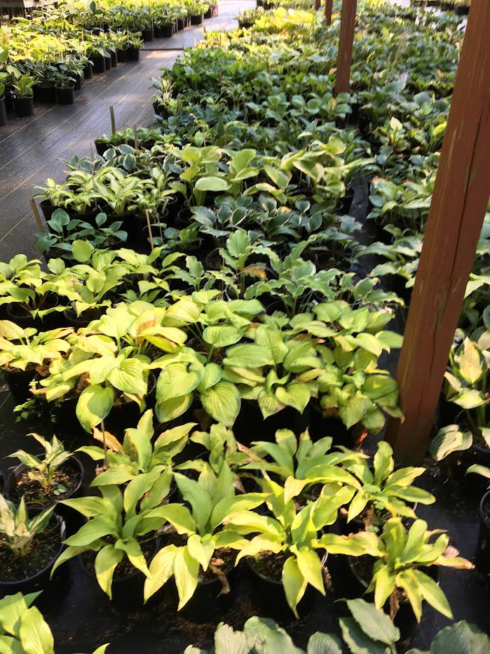 Hosta nursery selection