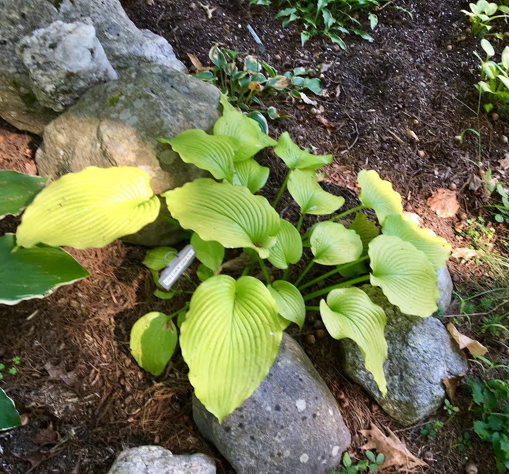 Deeply veined hosta