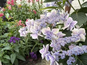 lavender hydrangea for color blog