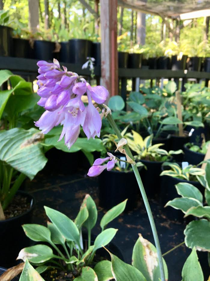 Lavender Hosta flower