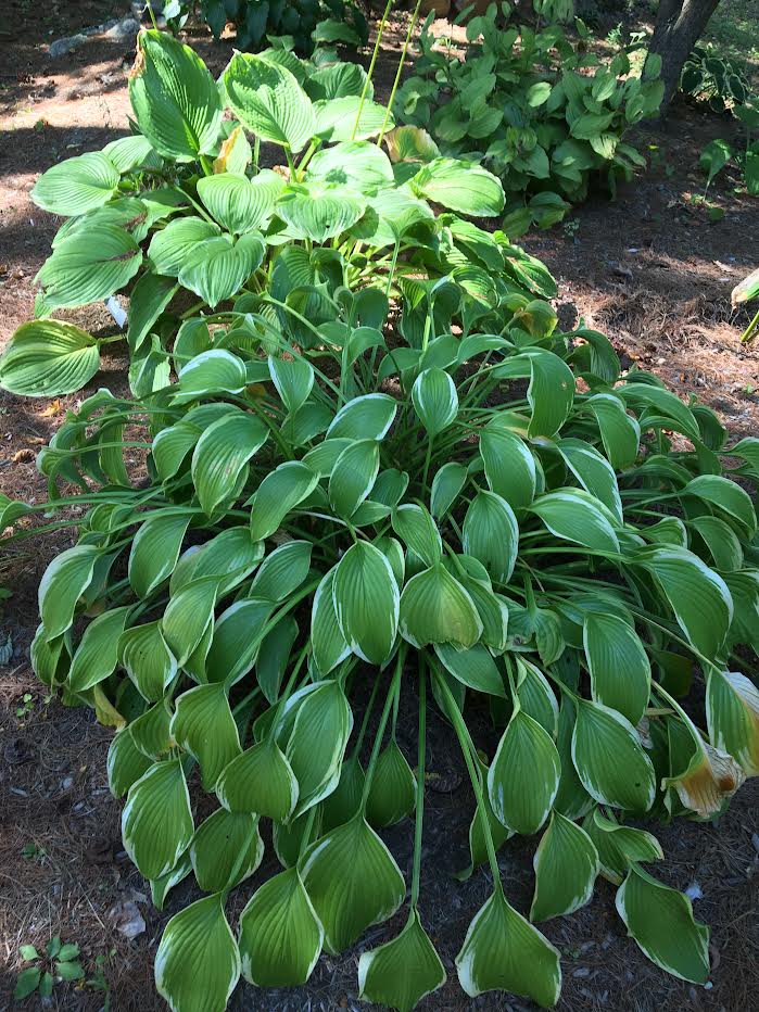 long stemmed hosta leaves
