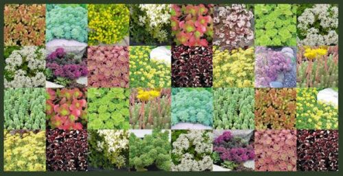 mixed hybrids and species of Sedum