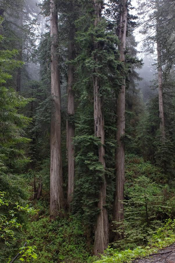 Bark and greens for neutrals in color blog