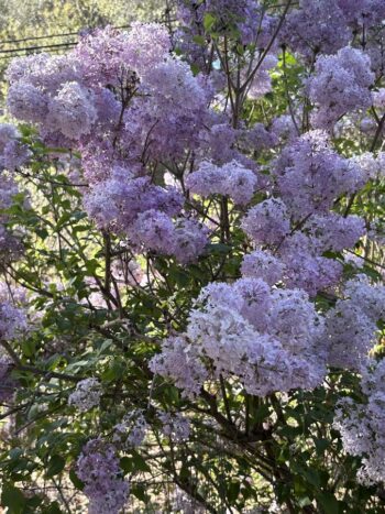 lavender lilacs for color blog