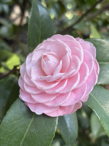 pale pink camellia blossom for color blog