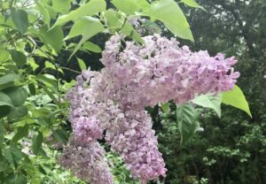 pale pink lilac for color blog