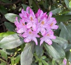 pale pink rhododendron for color blog