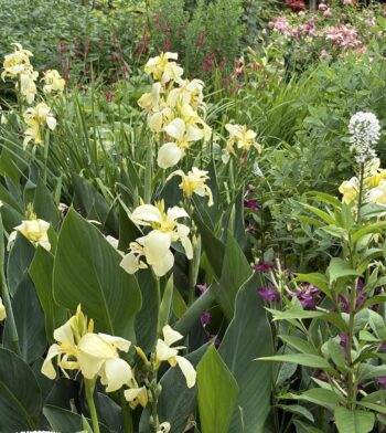 pale yellow canna lily for color blog