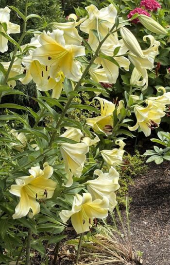 pale yellow lilies for color blog