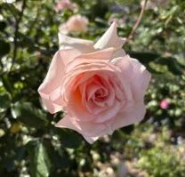 pale peach rose for color blog